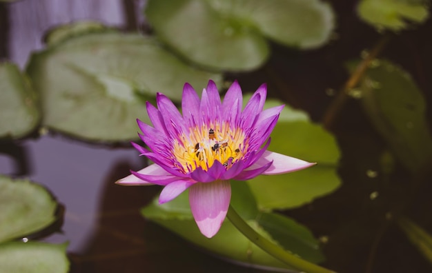 Lotusbloemen bloeien in de moerashoningbij