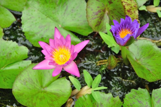 Lotusbloemen met sterke kleur