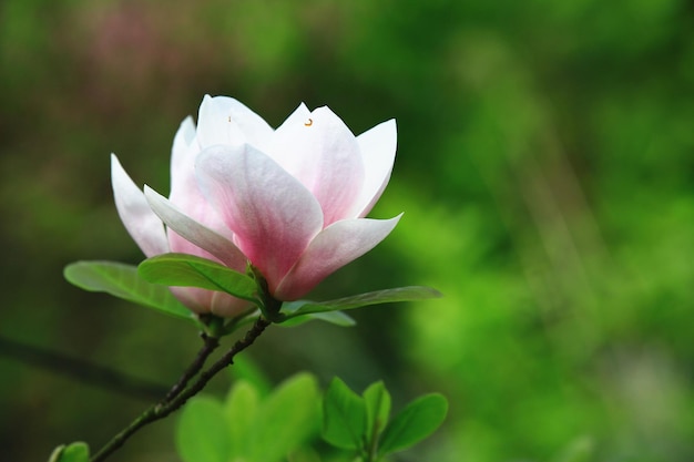 Foto lotusbloemmagnolia of zuidelijke magnolia of loblolly magnolia or bull bay bloem