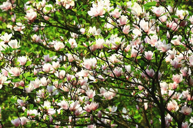 Foto lotusbloemmagnolia of zuidelijke magnolia of loblolly magnolia or bull bay bloemen