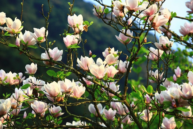 Lotusbloemmagnolia of zuidelijke magnolia of Loblolly magnolia or Bull Bay bloemen