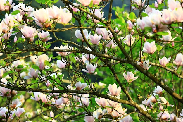Foto lotusbloemmagnolia of zuidelijke magnolia of loblolly magnolia or bull bay bloemen