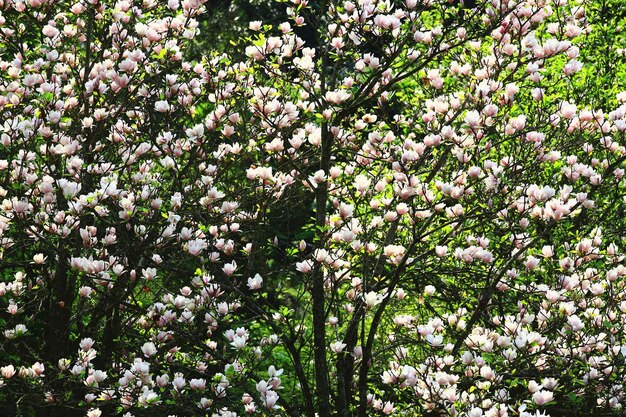 Foto lotusbloemmagnolia of zuidelijke magnolia of loblolly magnolia or bull bay bloemen