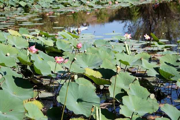 Lotuses field on the lake in a flood plain of the Volga River