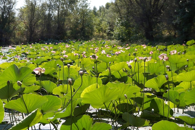 Lotuses field on the lake in a flood plain of the Volga River