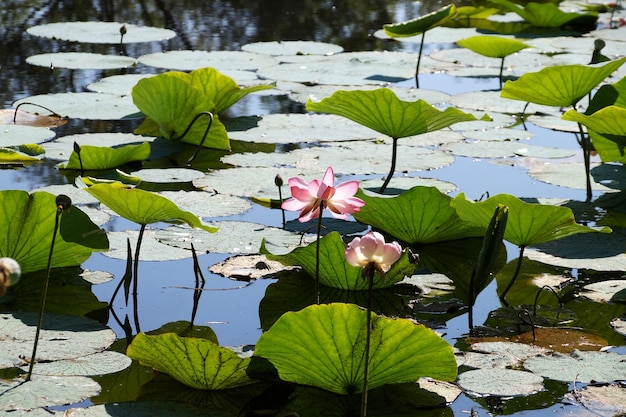 Lotuses field on the lake in a flood plain of the Volga River