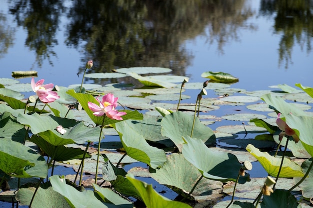 Lotuses in a flood plain of the Volga River in the Volgograd region in Russia