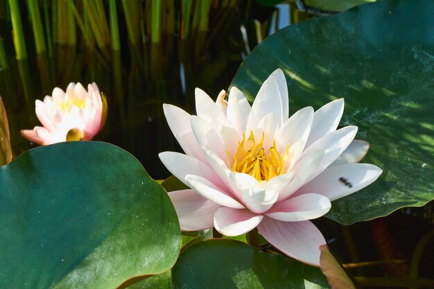 Lotuses op het water in de zomertuinpon