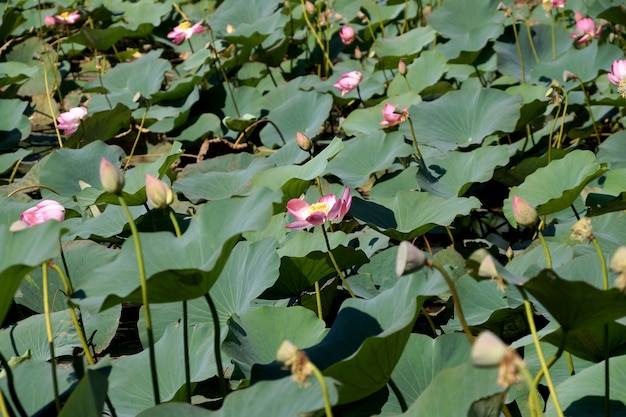 Lotuses veld op het meer in een uiterwaarden van de Wolga in de regio Volgograd