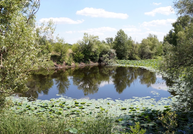 Lotussen in een overstromingsgebied van de Wolga, in de regio Volgograd in Rusland