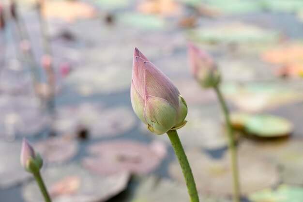 Lotusvijver in de tuin met onscherpe achtergrond