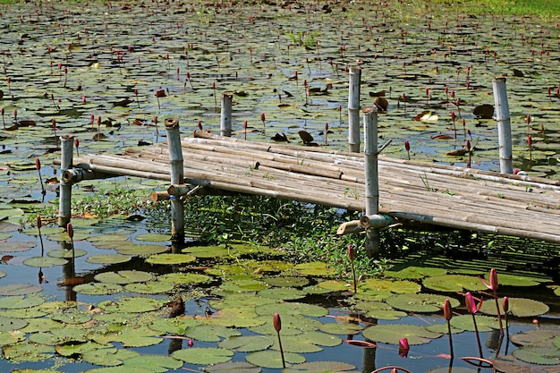 Lotusvijver met een Bamboedok op het Platteland van Centraal Thailand