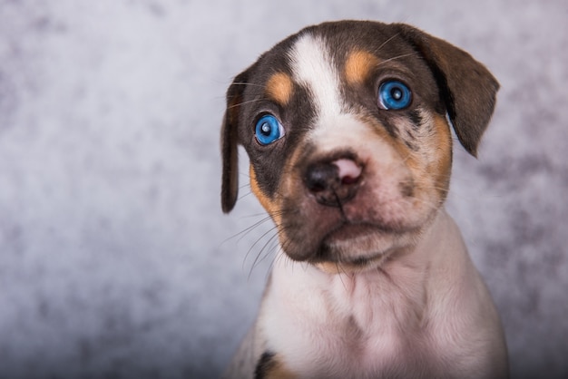 Louisiana Catahoula Leopard Dog puppy close-up portret