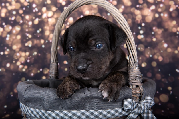 Louisiana Catahoula Leopard Dog puppy portrait on holiday background