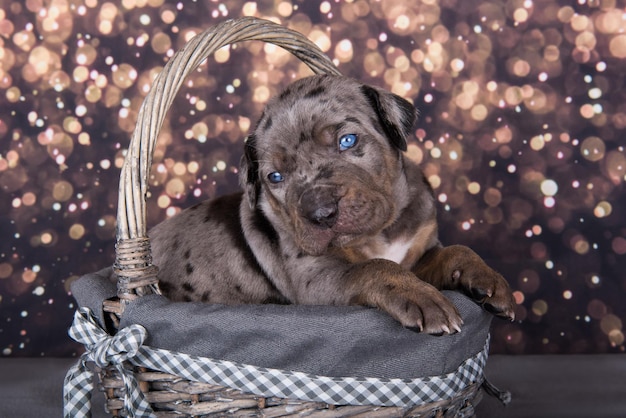 Louisiana Catahoula Leopard Dog puppy portret op vakantie background