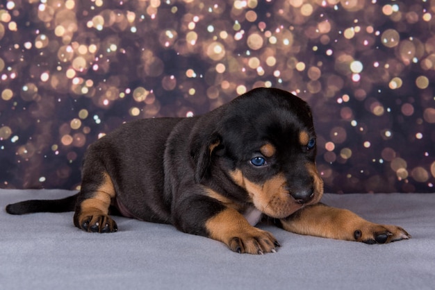 Louisiana catahoula leopard dog puppy portret op vakantie background