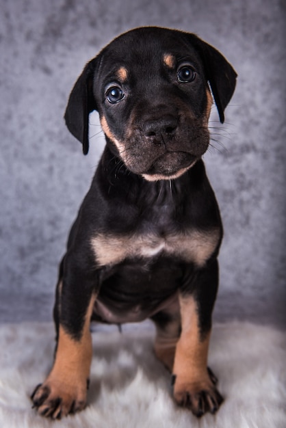 灰色の背景に座っているルイジアナカタフーラレパード犬の子犬