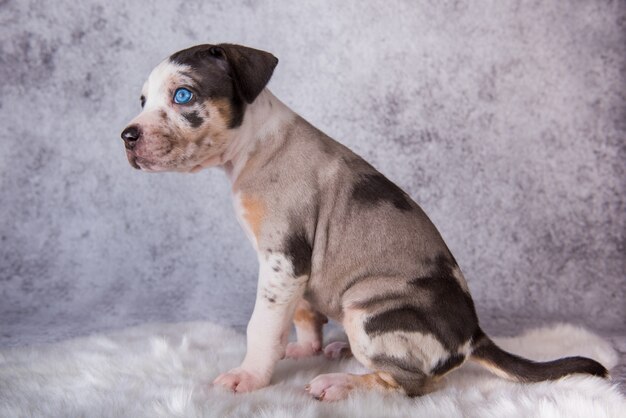 Louisiana catahoula leopard dog puppy sitting on gray