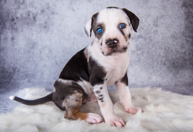 Louisiana Catahoula Leopard Dog puppy sitting on gray