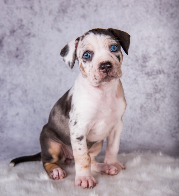 Louisiana Catahoula Leopard Dog puppy sitting on gray