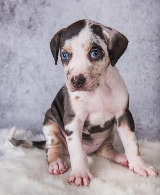 Louisiana catahoula leopard dog puppy sitting on gray