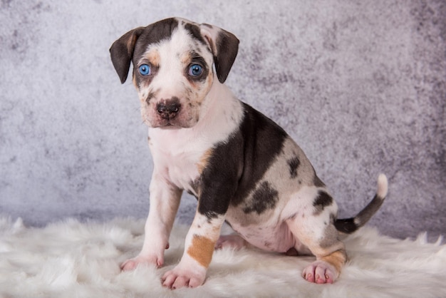 Louisiana Catahoula Leopard Dog puppy sitting on gray