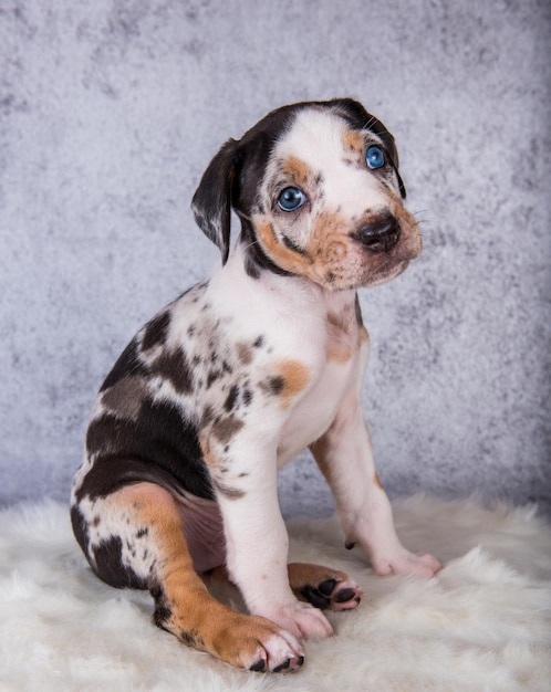 Louisiana Catahoula Leopard Dog puppy zittend op een grijze achtergrond