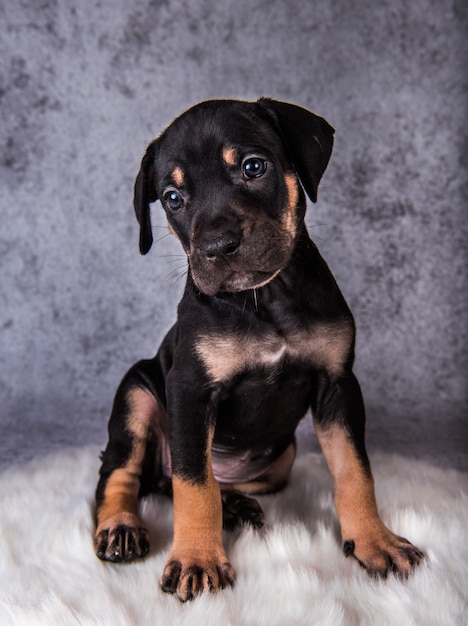 Louisiana Catahoula Leopard Dog-puppy zittend op grijs