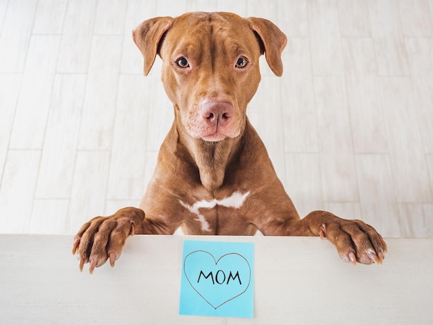 Adorabile cucciolo marrone adorabile e nota con la parola mamma primo piano in interni vista dall'alto foto dello studio congratulazioni per i propri cari amici e colleghi concetto di cura degli animali e degli animali domestici