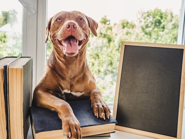 Lovable, adorable puppy chocolate color and vintage books. Close-up, isolated background. Studio photo, day light. Concept of care, education, obedience training and raising of pets