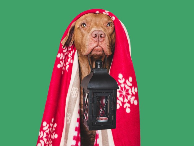 Lovable dog and red towel closeup indoors