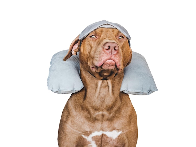 Lovable pretty brown puppy and air travel pillow