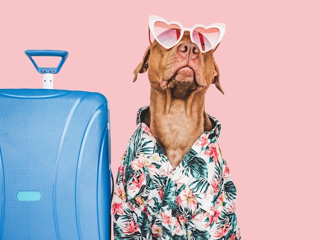 愛らしいかわいい茶色の子犬と青いスーツケース