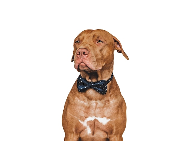 Lovable pretty brown puppy and bow tie