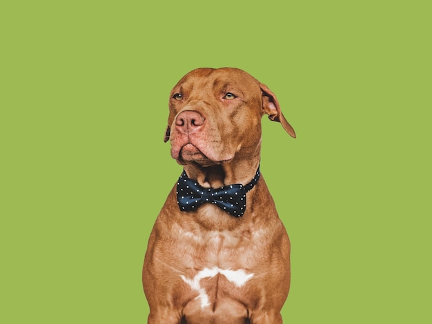 Lovable pretty brown puppy and bow tie