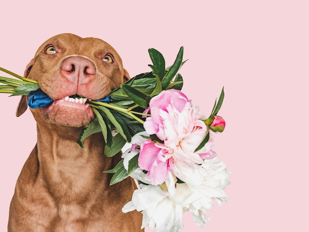 Lovable pretty brown puppy and bright flowers