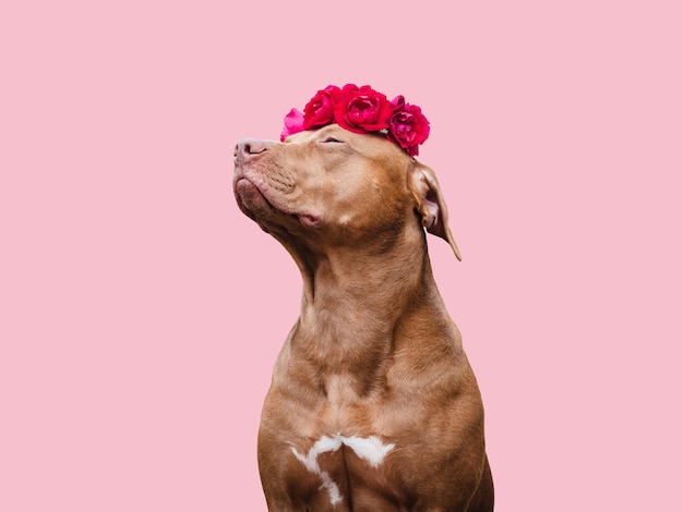 Lovable pretty brown puppy and bright flowers