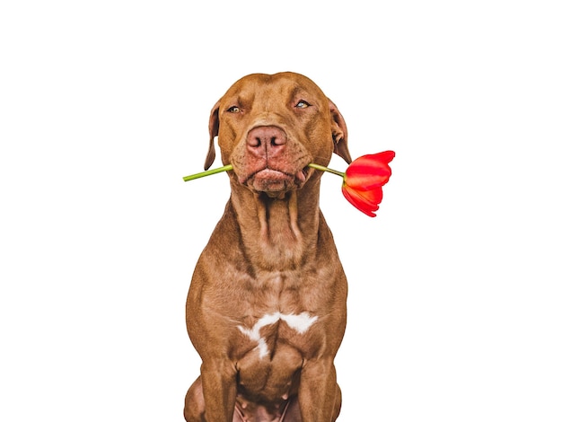 Привлекательный симпатичный коричневый щенок и яркие цветы