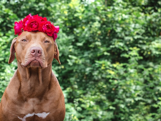 Lovable pretty brown puppy and bright flowers