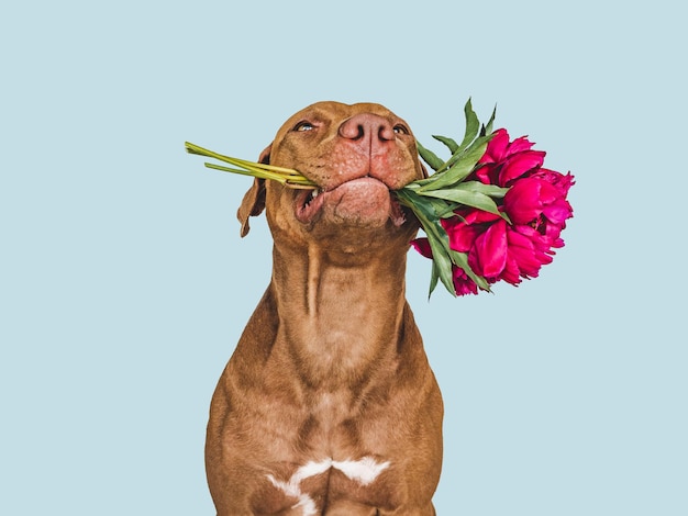 Lovable pretty brown puppy and bright flowers