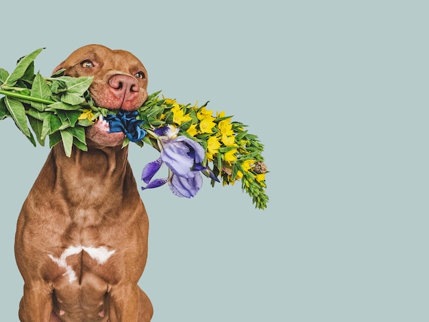 Lovable pretty brown puppy and bright flowers