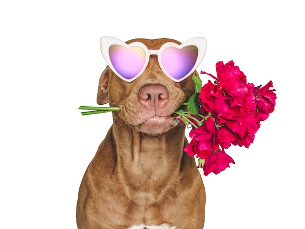 Привлекательный симпатичный коричневый щенок и яркие цветы