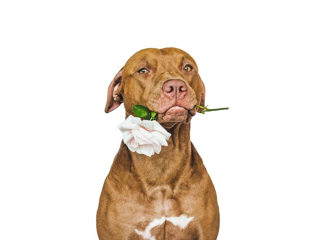 Photo lovable pretty brown puppy and bright flowers