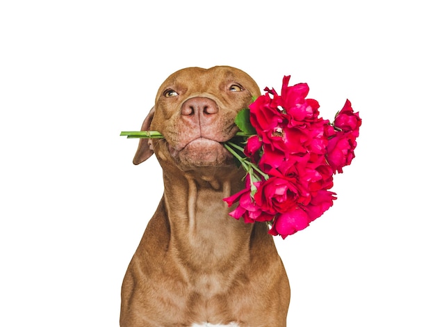 Lovable pretty brown puppy and bright flowers