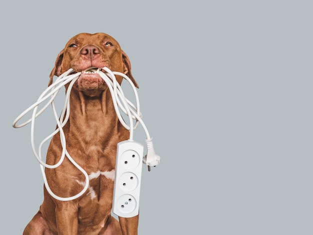 Lovable pretty brown puppy and extension cord