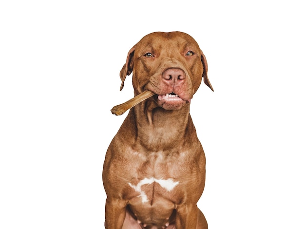 Lovable pretty brown puppy holding a bone