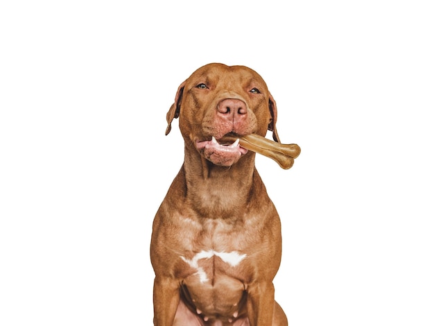 Lovable pretty brown puppy holding a bone