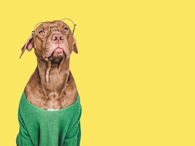 Lovable pretty brown puppy Isolated background Closeup