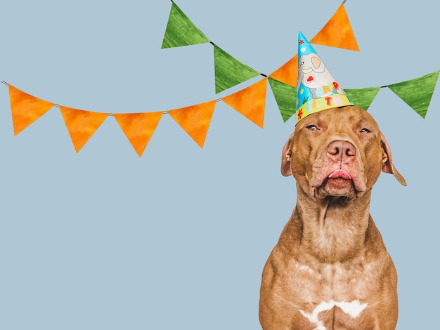 Lovable pretty brown puppy and party hat