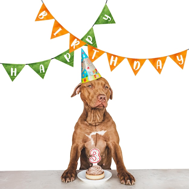 Lovable pretty brown puppy and party hat